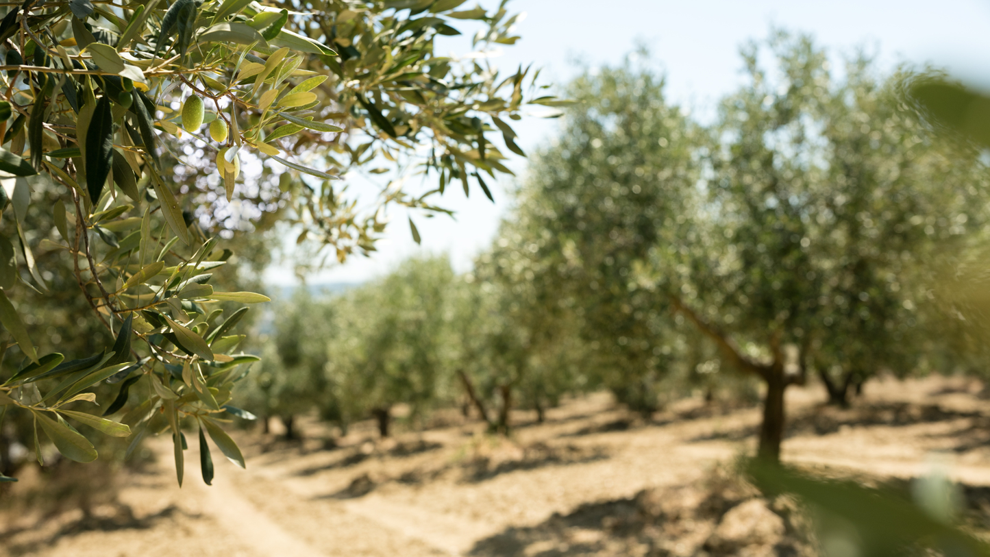Pacchetto 2 – “Raccolto” - produzione e olio